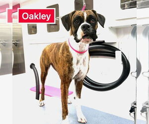 Boxer Dogs for adoption in Austin, TX, USA