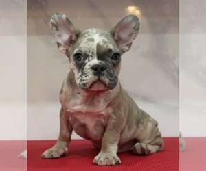 French Bulldog Puppy for sale in BAYVILLE, NJ, USA