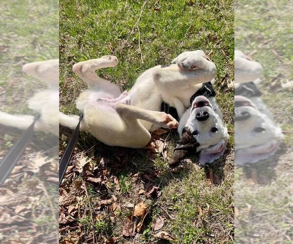 Medium Photo #2 Mutt Puppy For Sale in Shelburne, VT, USA