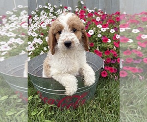 Goldendoodle mix (+ Poodle Miniature) Puppy for sale in MIDDLEBURY, IN, USA