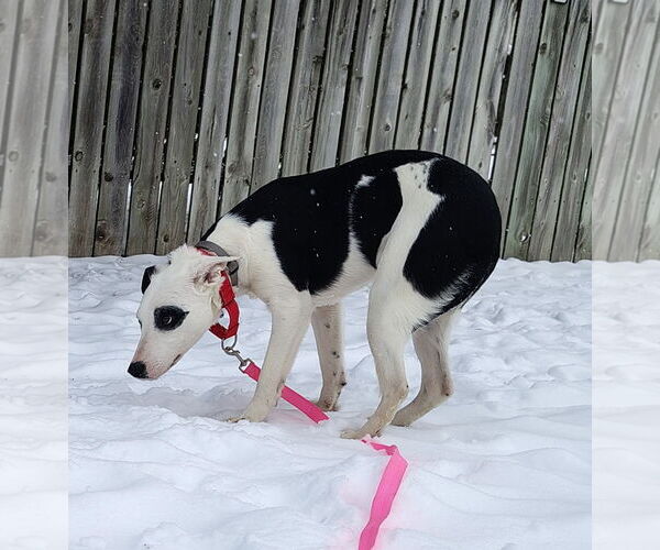 Medium Photo #3 Border Collie-Unknown Mix Puppy For Sale in Cottage Grove, MN, USA
