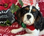 Small #6 Cavalier King Charles Spaniel