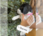 Small Photo #46 Pointer Puppy For Sale in SACRAMENTO, CA, USA