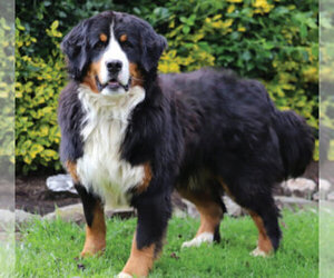 Father of the Bernese Mountain Dog puppies born on 10/15/2020