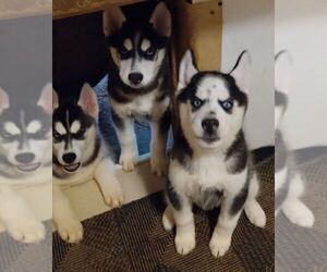 Siberian Husky Puppy for Sale in FENTON, Missouri USA