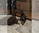 Small Photo #3 Doberman Pinscher Puppy For Sale in FRESNO, CA, USA