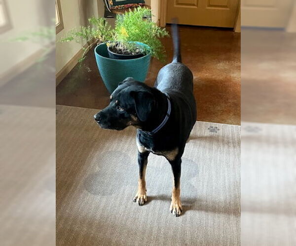 Medium Photo #7 Black Mouth Cur-Rottweiler Mix Puppy For Sale in Mountain View, AR, USA