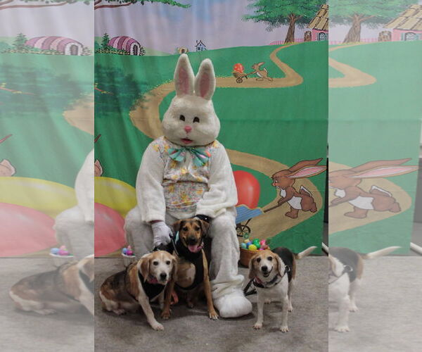 Medium Photo #10 Beagle-Unknown Mix Puppy For Sale in Virginia Beach, VA, USA