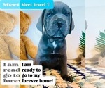 Puppy Jewel Cane Corso