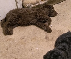 Goldendoodle Puppy for sale in ROCKVILLE, MD, USA