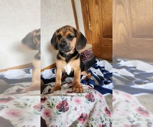 Puggle Puppy for sale in GREENWOOD, WI, USA