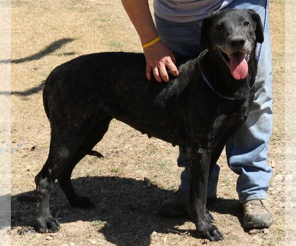 Medium Photo #2 Great Dane-Unknown Mix Puppy For Sale in Bandera, TX, USA