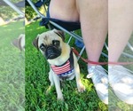 Small #4 Pug