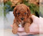 Small #6 Cavapoo (Miniature)