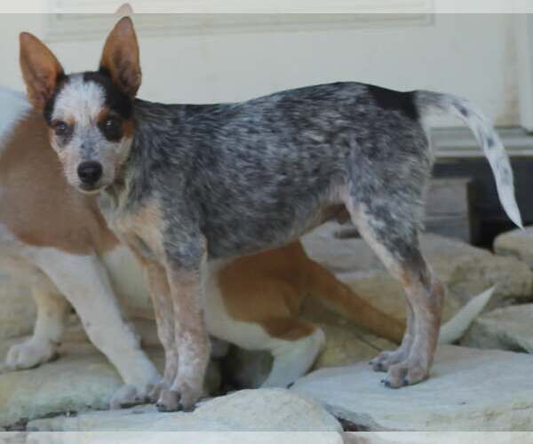 Medium Photo #1 Mutt Puppy For Sale in Paso Robles, CA, USA