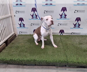 Mutt Dogs for adoption in Orlando, FL, USA