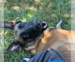 Small Photo #2 German Shepherd Dog-Unknown Mix Puppy For Sale in Kansas City, MO, USA
