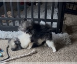 Small Photo #14 Pomeranian Puppy For Sale in HARRISVILLE, MI, USA