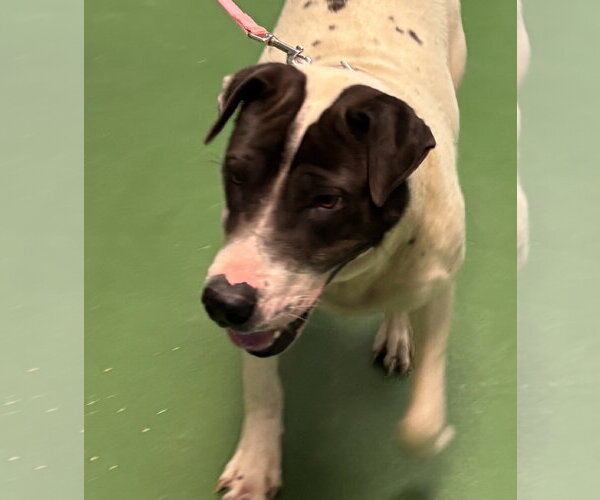 Medium Photo #3 Labrador Retriever-Unknown Mix Puppy For Sale in Rustburg, VA, USA