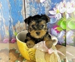 Small Yorkshire Terrier