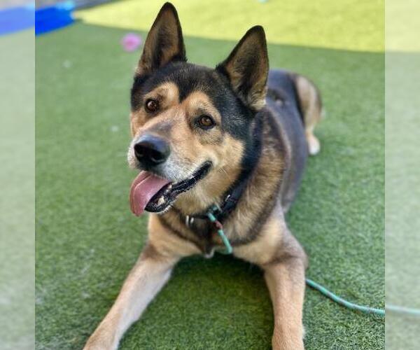 Medium Photo #3 German Shepherd Dog-Unknown Mix Puppy For Sale in Camarillo, CA, USA