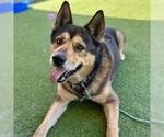Small #2 German Shepherd Dog Mix