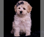 Small Photo #116 Maltipoo (Miniature) Puppy For Sale in WARSAW, IN, USA