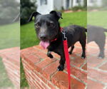 Small #1 Jack Russell Terrier Mix
