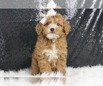 Puppy Coffee AKC Poodle (Toy)