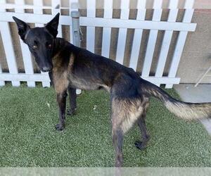 Mutt Dogs for adoption in Modesto, CA, USA