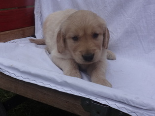 Golden Retriever Puppy for sale in FORT WAYNE, IN, USA