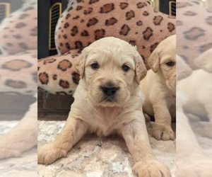 English Cream Golden Retriever Puppy for sale in SACRAMENTO, CA, USA