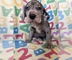 Puppy Hot Pink Great Dane