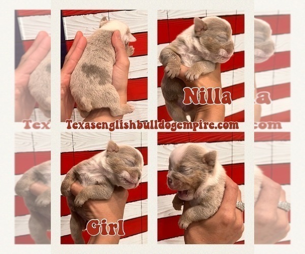 Medium Photo #14 Bulldog Puppy For Sale in CYPRESS, TX, USA