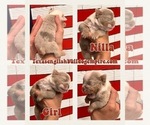 Small Photo #14 Bulldog Puppy For Sale in CYPRESS, TX, USA