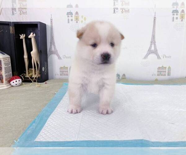 Medium Photo #4 Shiba Inu Puppy For Sale in NEW YORK, NY, USA