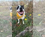 Small #2 American Pit Bull Terrier