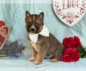 Ausky Puppy for sale in LANCASTER, PA, USA