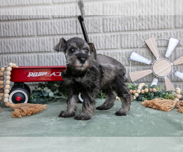 Medium Photo #6 Schnauzer (Miniature) Puppy For Sale in BALTIC, OH, USA