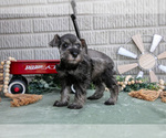 Small Photo #6 Schnauzer (Miniature) Puppy For Sale in BALTIC, OH, USA