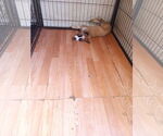 Small #1 Border Collie-Siberian Husky Mix