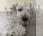 Small Photo #4 Poodle (Miniature)-Unknown Mix Puppy For Sale in Corona, CA, USA