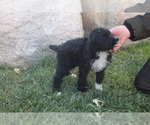 Puppy 2 Bernedoodle
