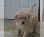 Small Photo #3 English Cream Golden Retriever Puppy For Sale in MECHANICSVILLE, MD, USA