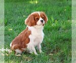 Small Photo #1 Cavapoo (Miniature) Puppy For Sale in SYRACUSE, IN, USA