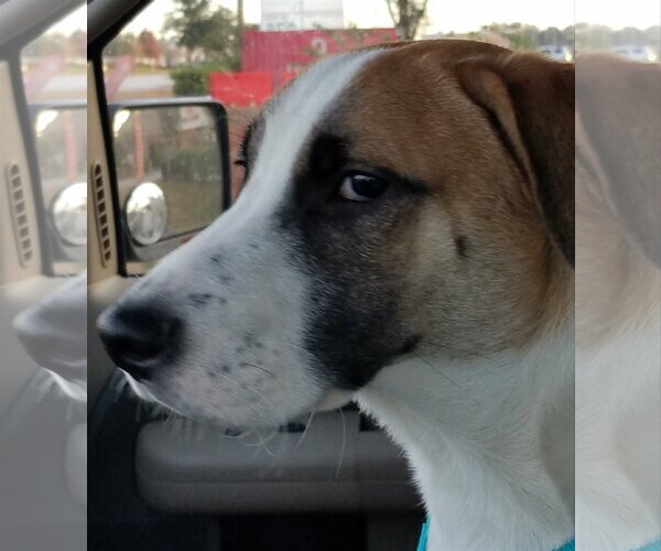 Medium Photo #21 Border Collie-Unknown Mix Puppy For Sale in Spring, TX, USA