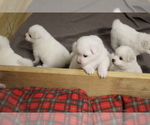 Small Photo #5 American Eskimo Dog Puppy For Sale in STATESVILLE, NC, USA