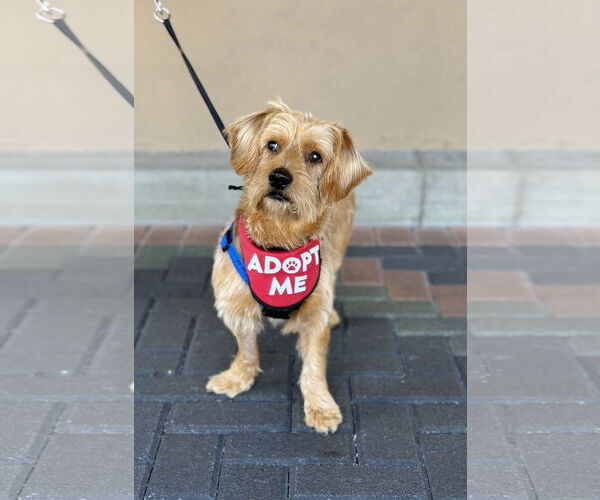 Medium Photo #5 Doodle Puppy For Sale in Mission Viejo, CA, USA