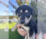 Small #8 Labrador Retriever-Siberian Husky Mix