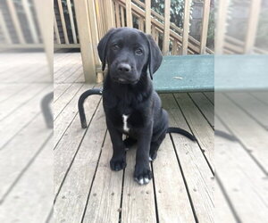 Labrador Retriever-Unknown Mix Dogs for adoption in Bellevue, WA, USA